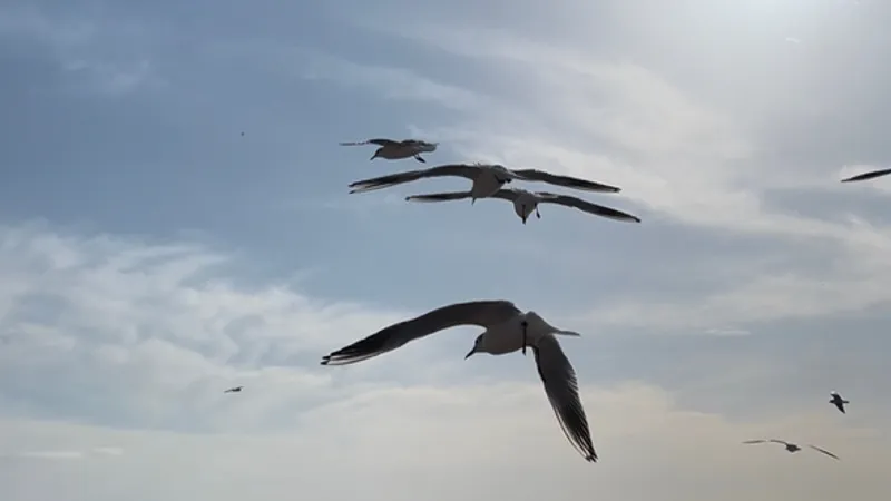 Пляж Имеретинский